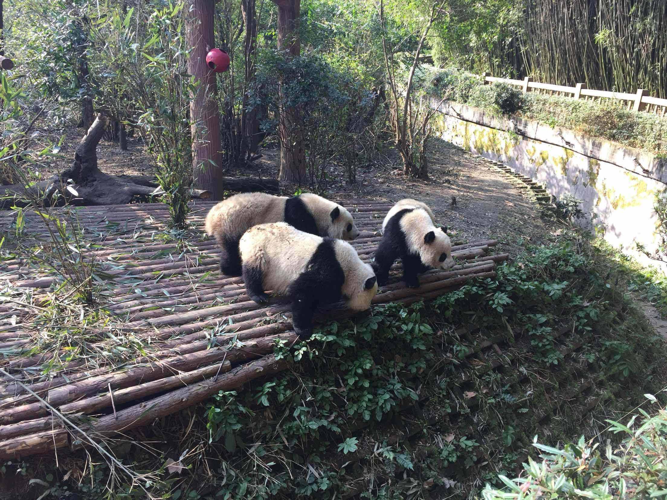 2.求<a href=http://www.yn167.com/tags/89.html target=_blank class=infotextkey>成都</a>两天一夜的旅游策略