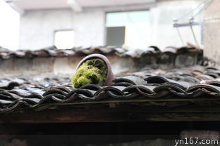 施秉古镇(历史悠久、古建筑风情、旅游胜地)
