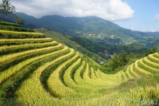 湖南紫鹊界梯田的历史有多久？