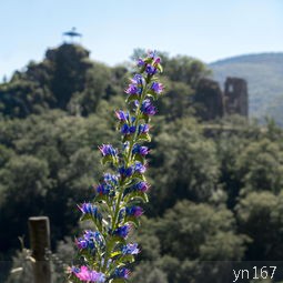 涪陵大木花谷门票的价格是多少？