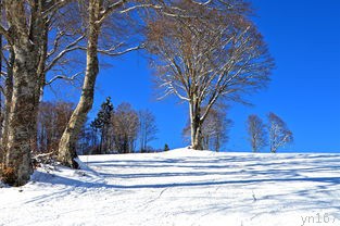 沈阳滑雪的费用是多少？