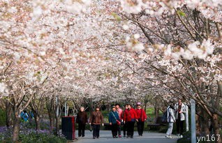  上海樱花节门票是否需要提前预订？