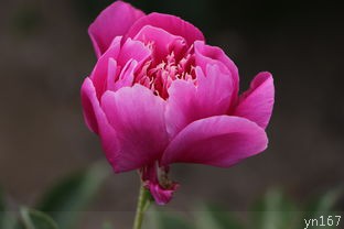 洛阳牡丹花会2024举办时间是什么时候？