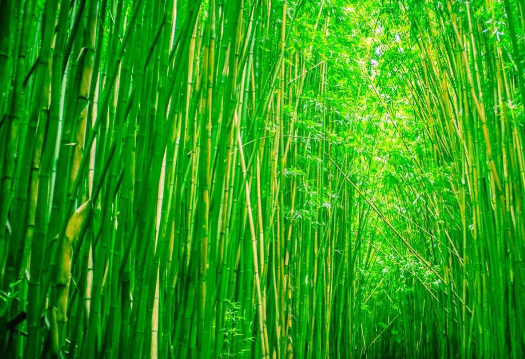 贵阳好吃的美食(必尝的10种特色菜肴)